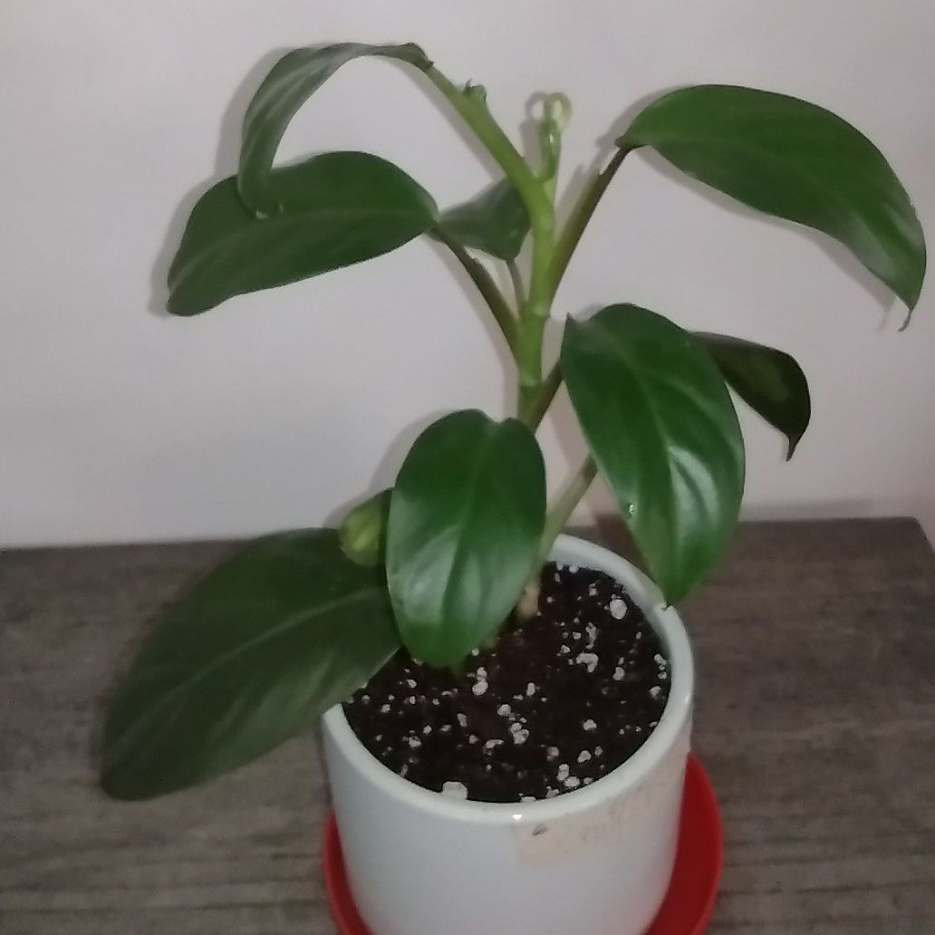 Photo of the plant species Philodendron 'Eva' by @Sassylimey named Evelyn on Greg, the plant care app