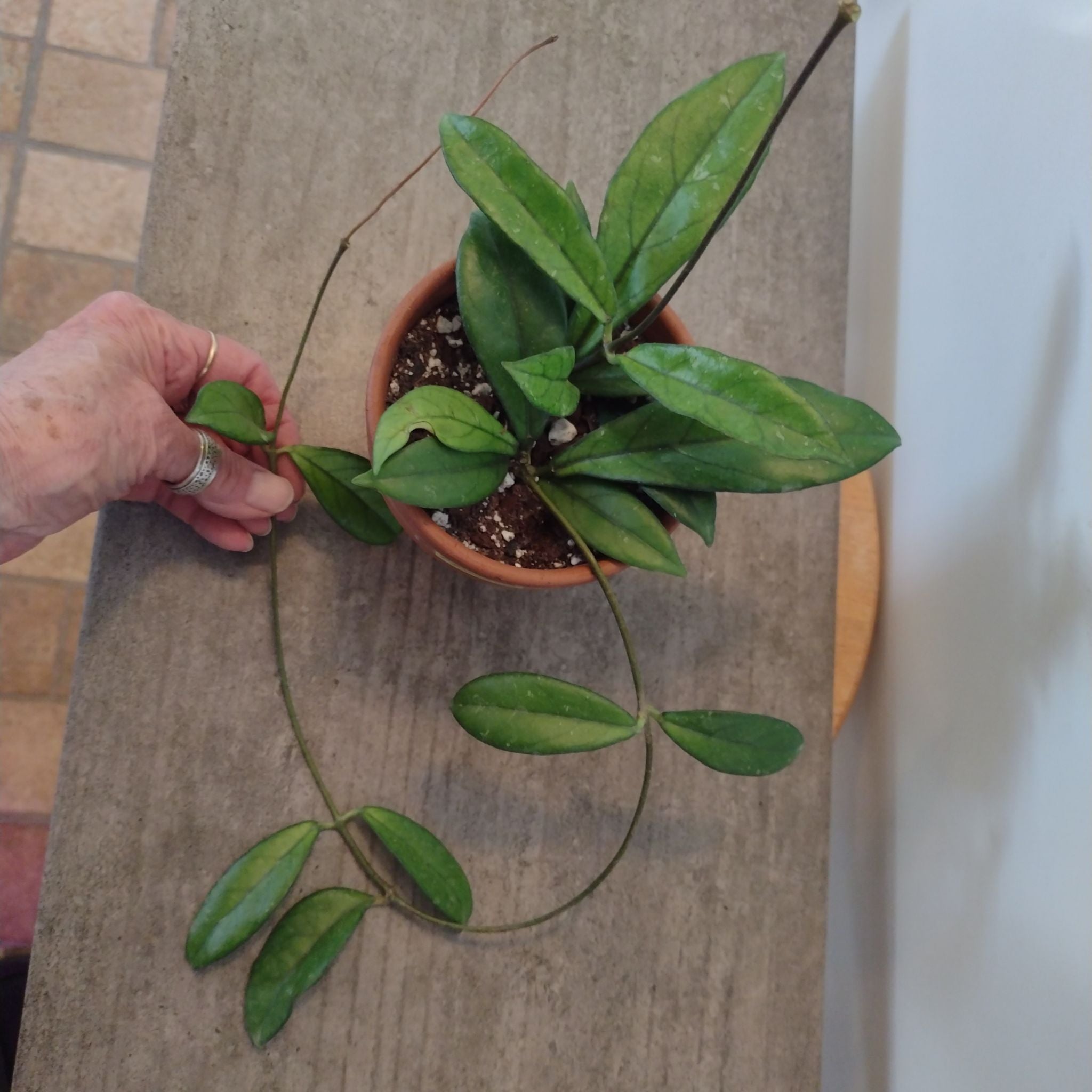 Hoya crassipetiolata plant in a pot with a hand holding its trailing stem.
