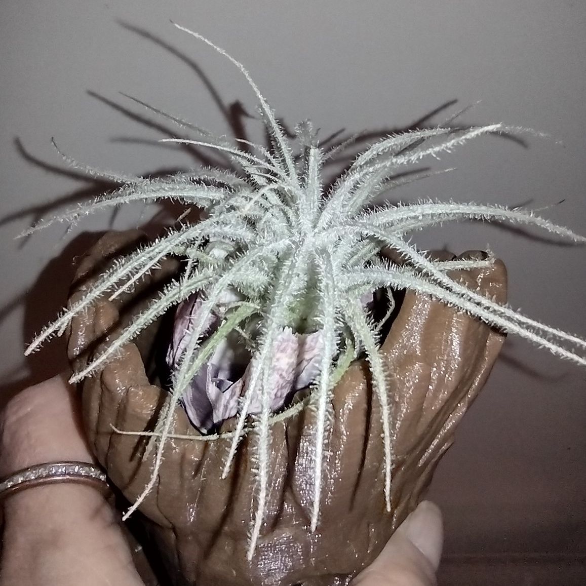 Photo of the plant species Peru Air Plant by @Sassylimey named Tori on Greg, the plant care app
