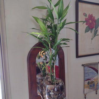 Lucky Bamboo plant in Thompson, Ohio