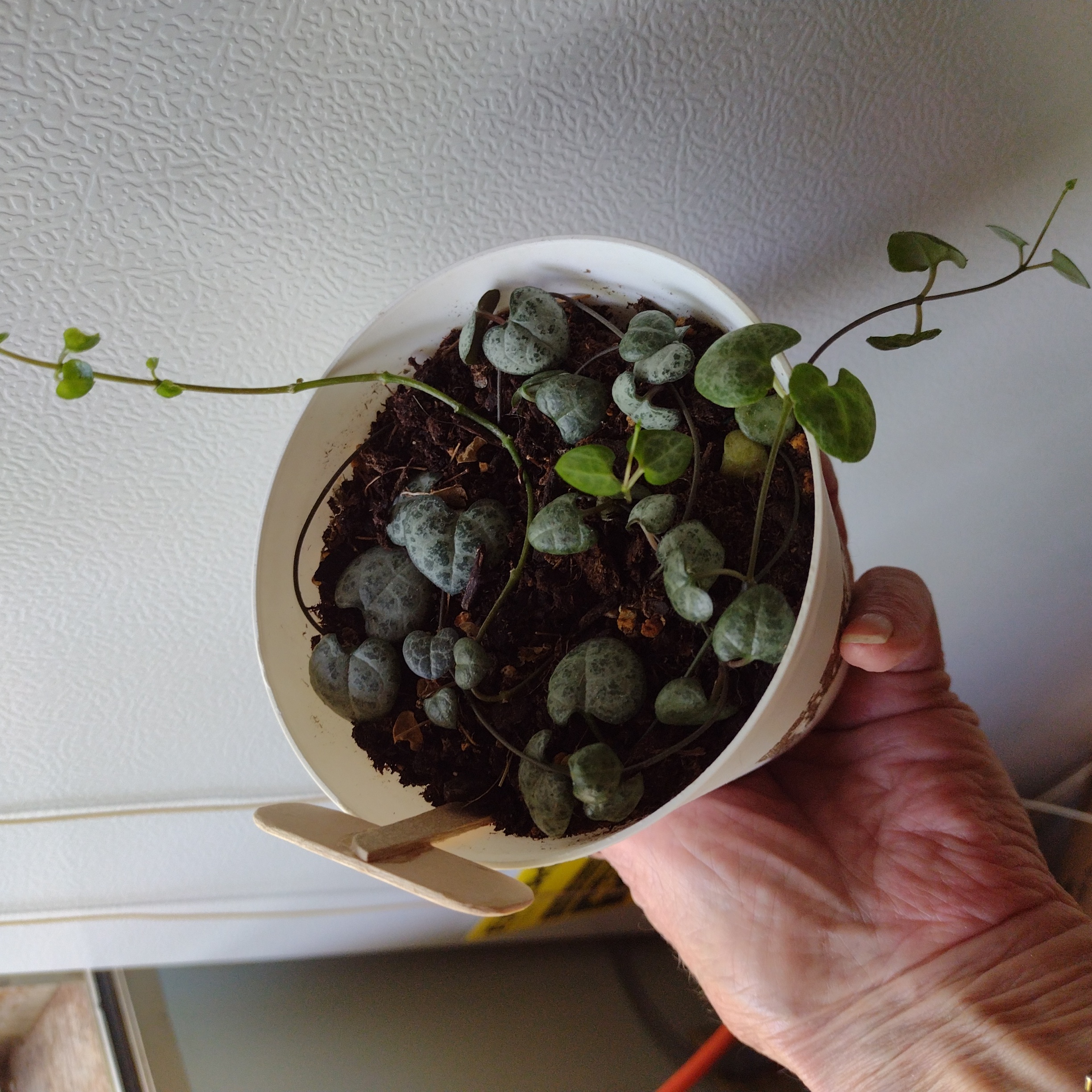 Photo from the post