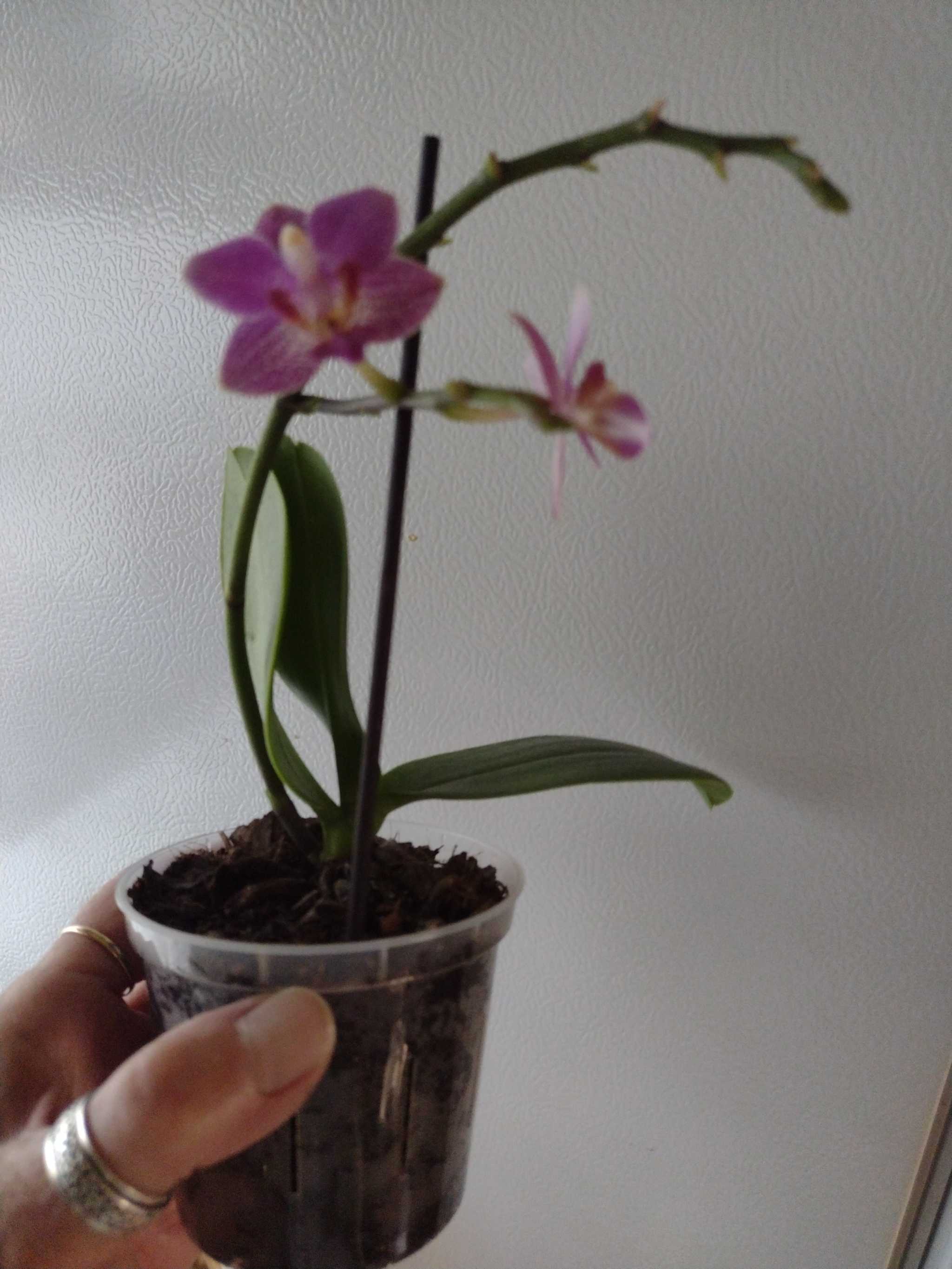 Photo from the post