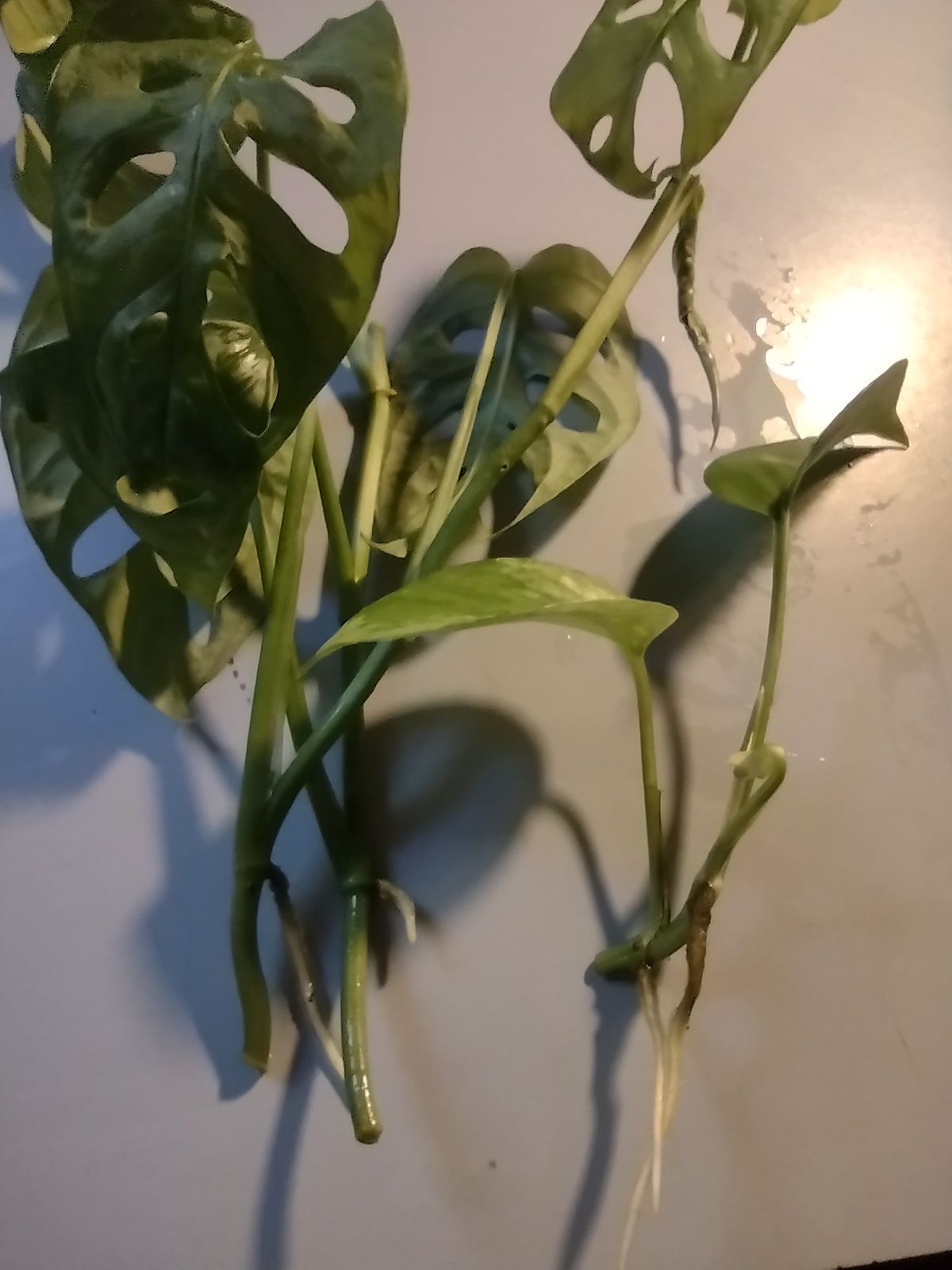 Photo from the post