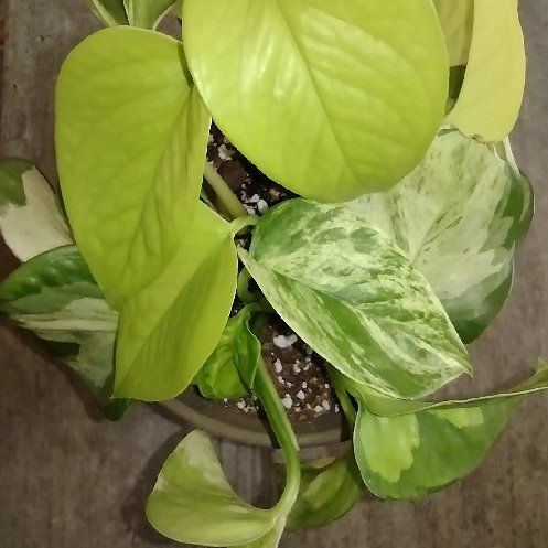 Photo of the plant species pothos by @Sassylimey named Arba on Greg, the plant care app