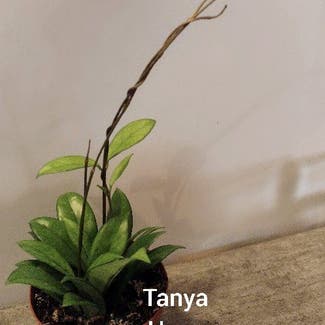 Hoya crassipetiolata plant in Thompson, Ohio