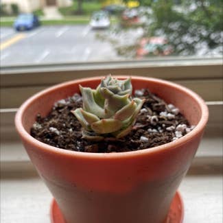 Pearl Echeveria plant in Hagerstown, Maryland