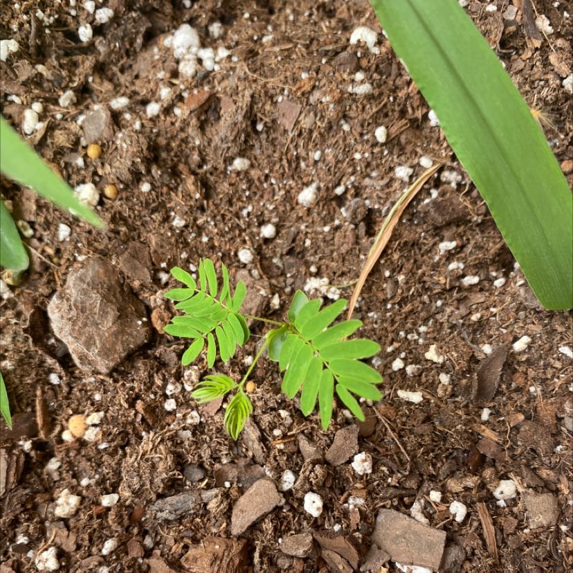 Young Silk Tree plant growing in soil with small green leaves.