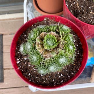 Cobweb Hens and Chicks plant in Hagerstown, Maryland