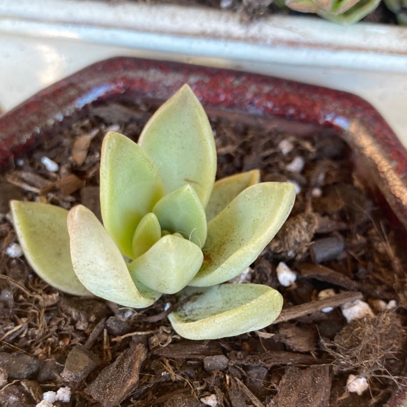A small succulent plant with green leaves in a pot with visible soil.