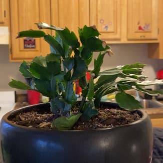 False Christmas Cactus plant in Hagerstown, Maryland