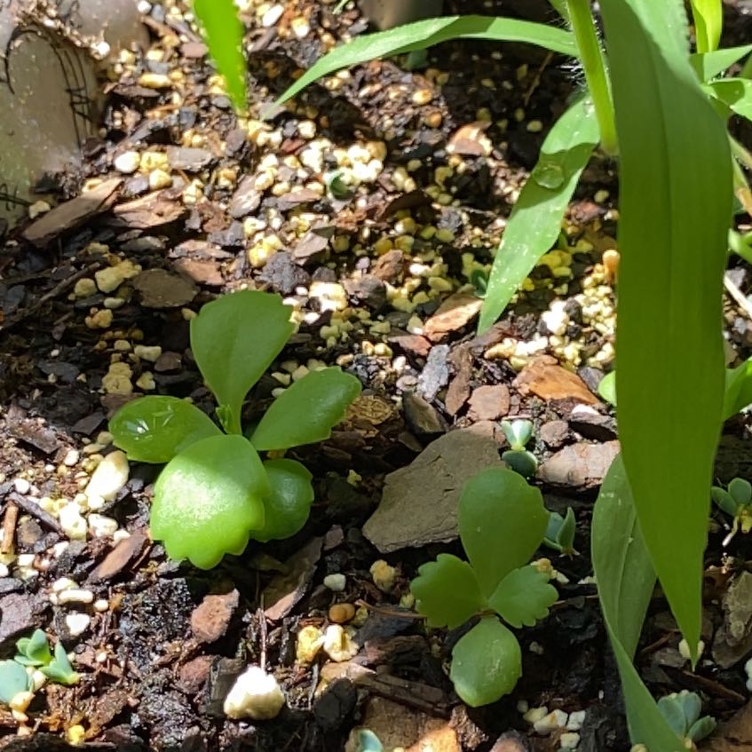 Close-up of a thriving Cathedral Bells plant with lush green leaves and numerous round green fruit, growing outdoors in rocky soil.