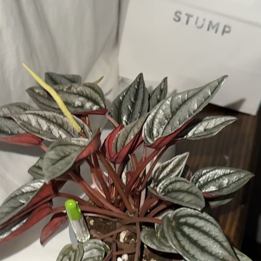 Photo of the plant species Mendoza by @WelcomingPalqui named Mendy P on Greg, the plant care app