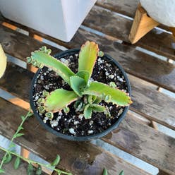Mother of Thousands plant