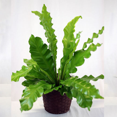 Photo of the plant species Bird's Nest Fern by @TheWeirdoNelly named Alice on Greg, the plant care app