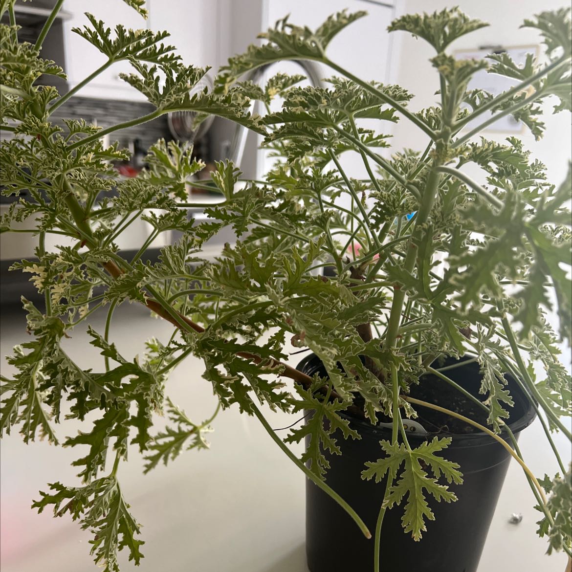 Citronella (AntiMosquito Plant) is Toxic to Cats 🦟