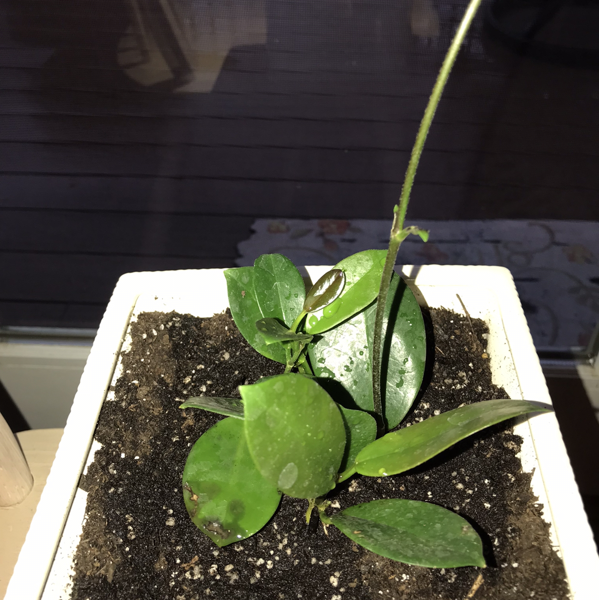 Waxvine plant photo by @shirleysucci named Michael on Greg, the plant care app.