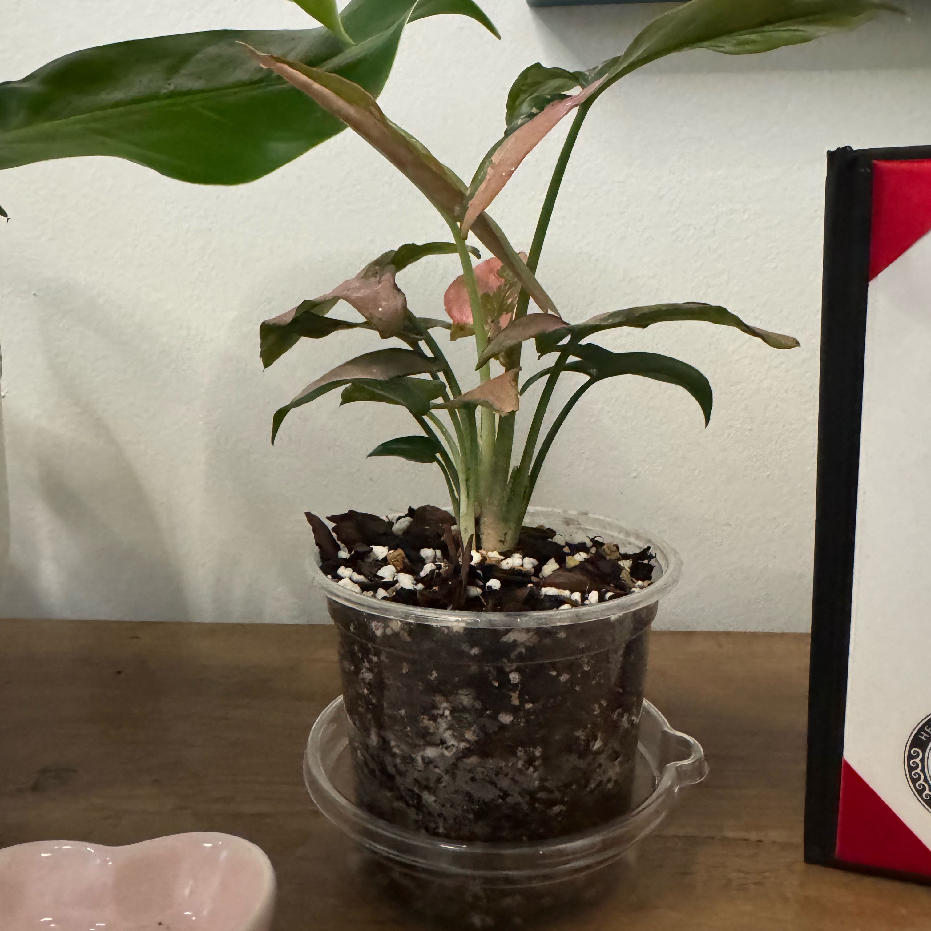Photo of the plant species Syngonium 'Pink Spot' by @VanplntLeGacy84 named Luna on Greg, the plant care app