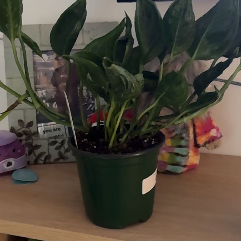 Photo of the plant species Pothos 'Shangri La' by @VanplntLeGacy84 named Marilyn on Greg, the plant care app