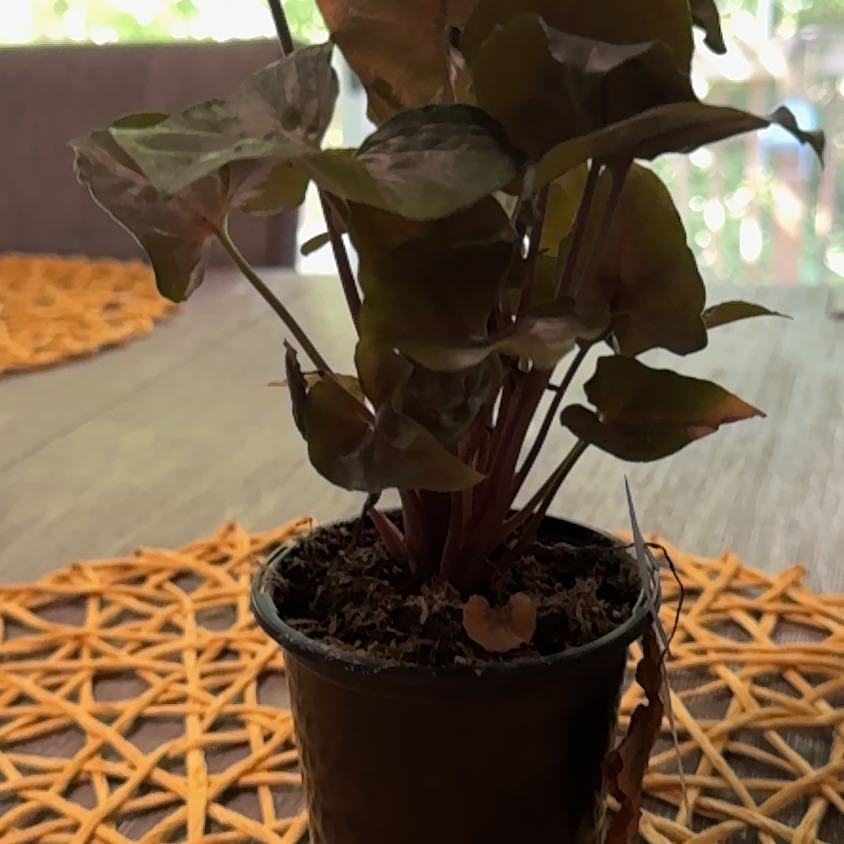 Photo of the plant species Syngonium 'Maria Allusion' by @VanplntLeGacy84 named Sonora on Greg, the plant care app