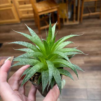 Lace Aloe plant in Talent, Oregon