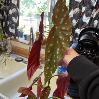 Polka Dot Begonia plant in Talent, Oregon