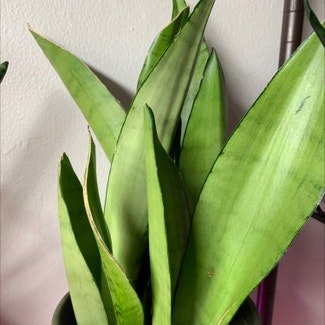 Silver Snake Plant plant in New York, New York