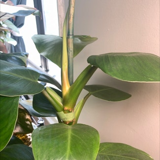 Philodendron 'White Wizard' plant in New York, New York