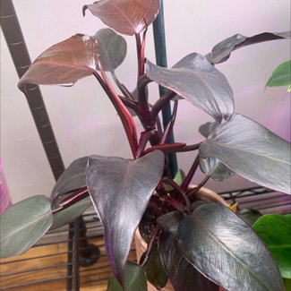 Philodendron Burgundy Princess plant in New York, New York