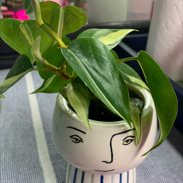 Philodendron cordatum plant in a decorative pot with vibrant green leaves.