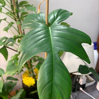 Philodendron 'Florida Beauty' plant in New York, New York