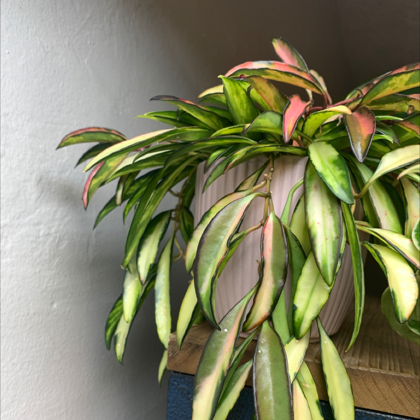 Variegated Hoya kentiana plant in a pot with green, yellow, and reddish leaves.