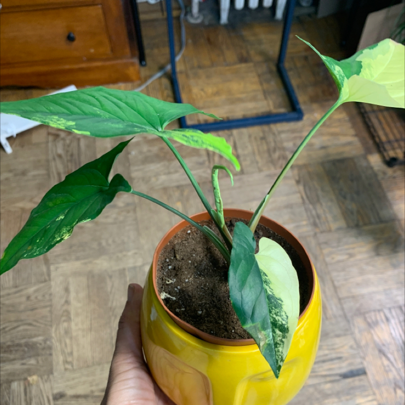 Syngonium aurea plant in a yellow pot with visible soil and variegated leaves.