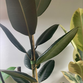 Rubber Plant plant in New York, New York
