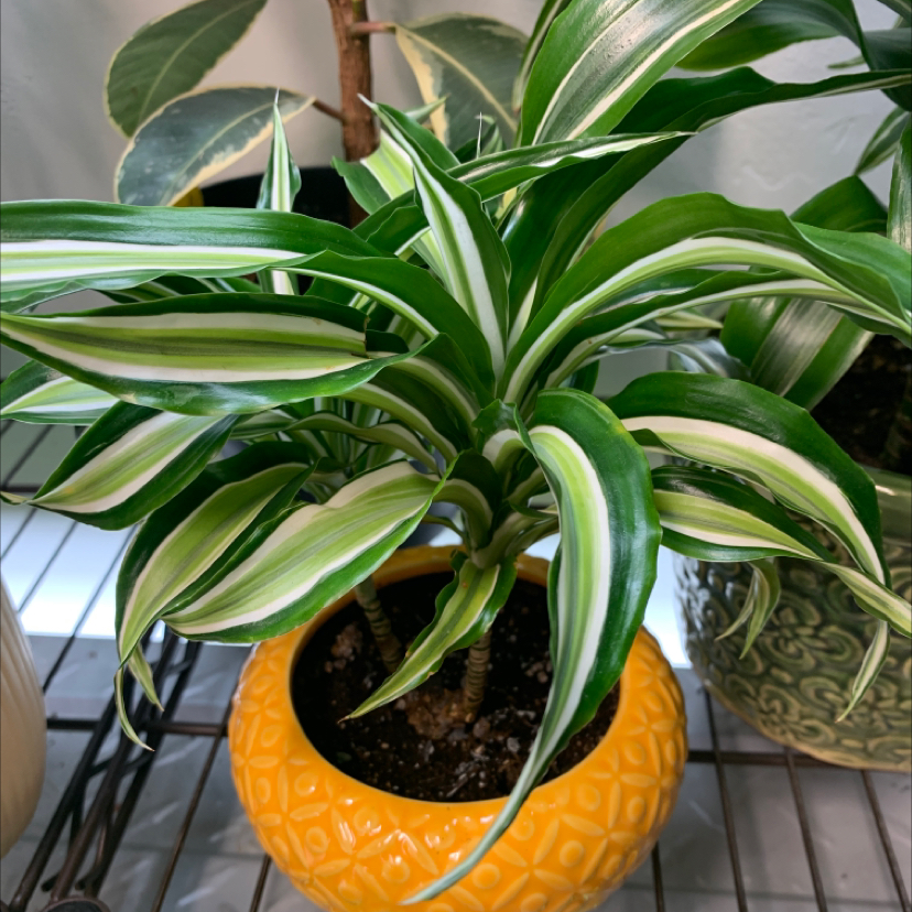 Photo of the plant species Malaika Dragon Tree by @AtypicalRhodora named Malaika on Greg, the plant care app