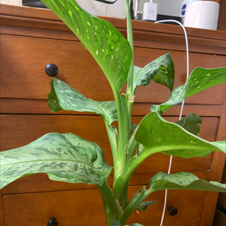 Dieffenbachia 'Memoria Corsii' plant with vibrant green variegated leaves.
