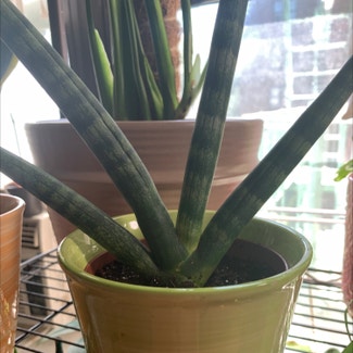 Cylindrical Snake Plant plant in New York, New York