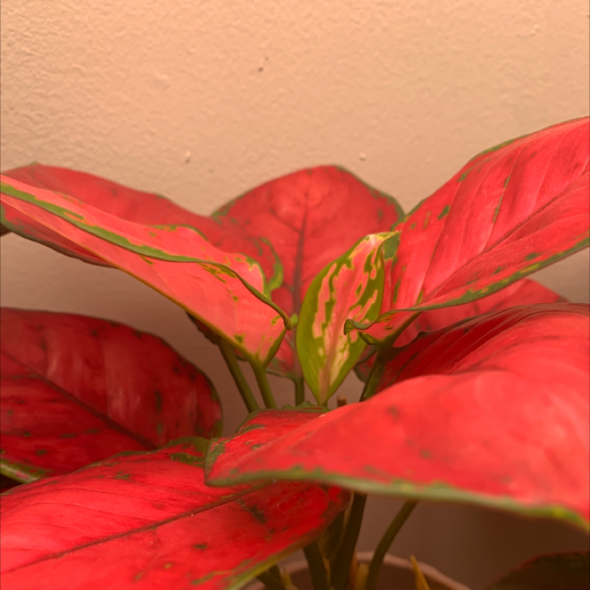 Aglaonema 'Red Valentine' plant with vibrant red and green leaves.