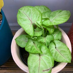 Syngonium 'Cream' plant