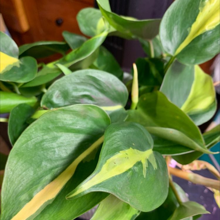 Photo of the plant species Philodendron Brasil by @AtypicalRhodora named Cecilia on Greg, the plant care app