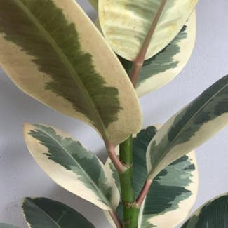 Variegated Rubber Tree plant in New York, New York