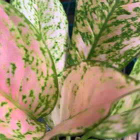 Photo of the plant species Chinese Evergreen by @AtypicalRhodora named Etta rose on Greg, the plant care app