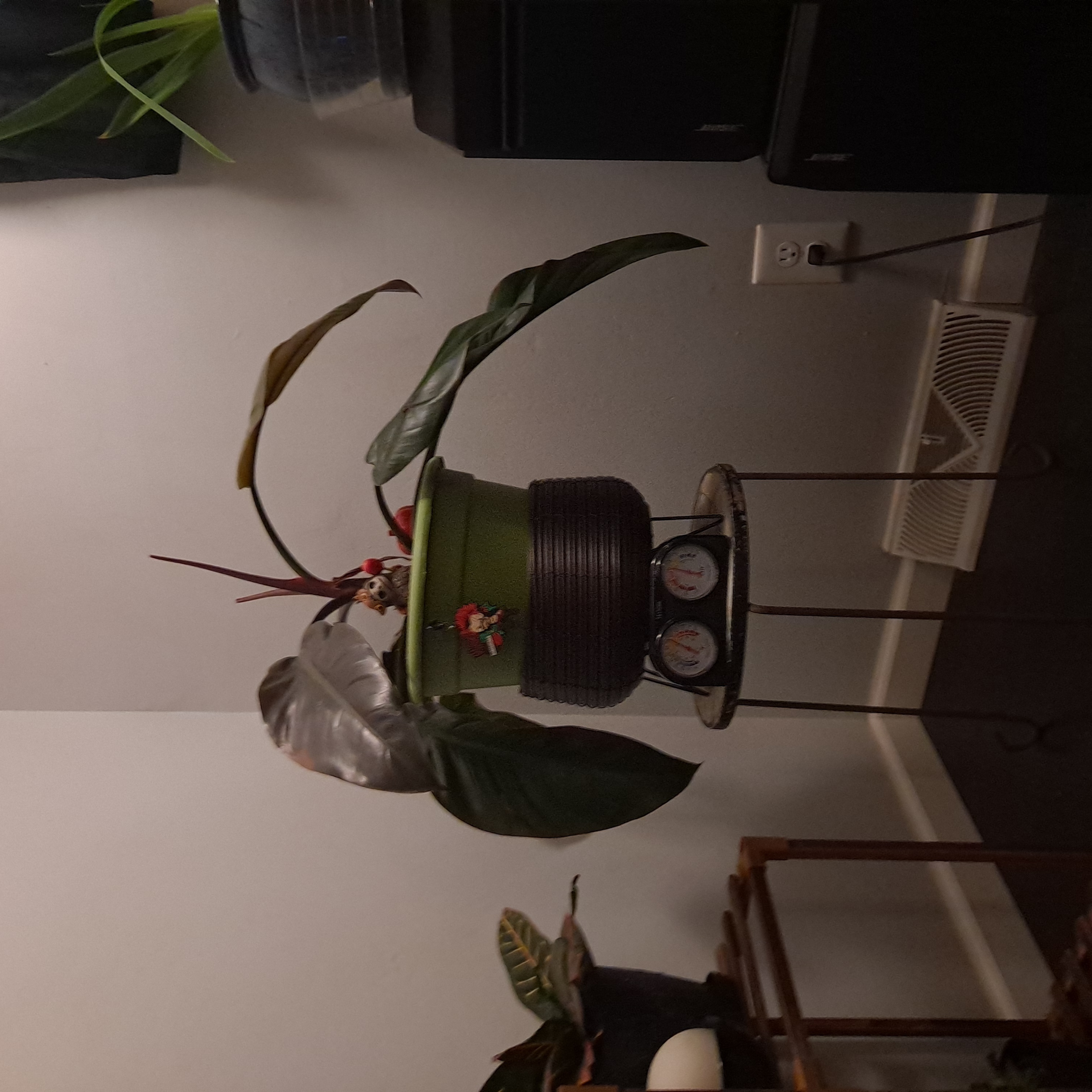 Potted Philodendron 'Imperial Red' indoors on a stand, with some leaf discoloration.