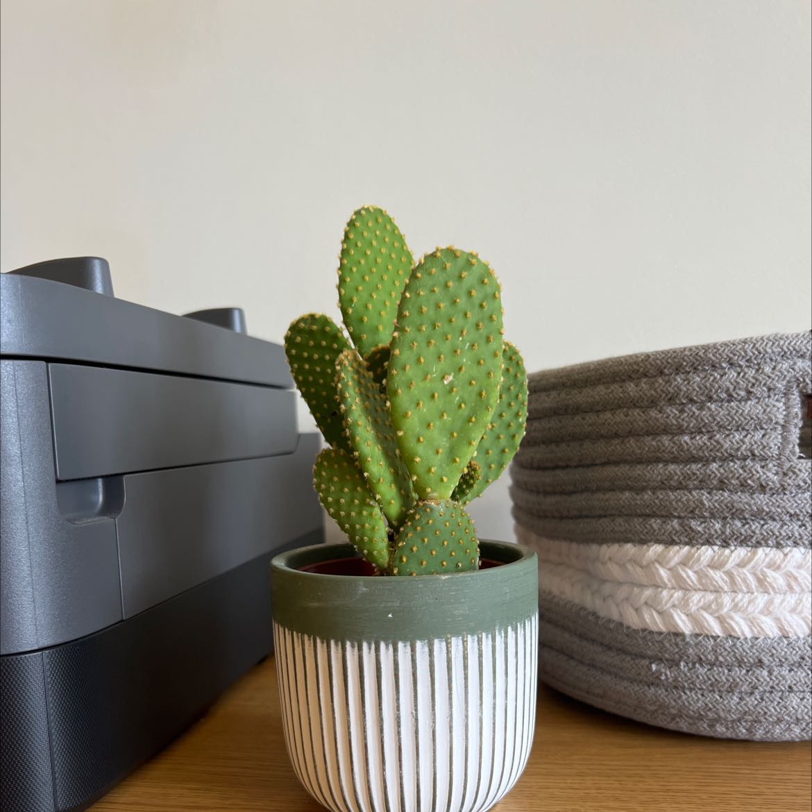 Bunny Ears Cactus in a small pot with household items in the background.