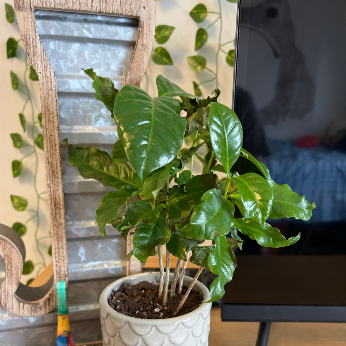 A healthy Arabian coffee plant with glossy green leaves in a white ceramic pot, in front of a distressed wooden frame.
