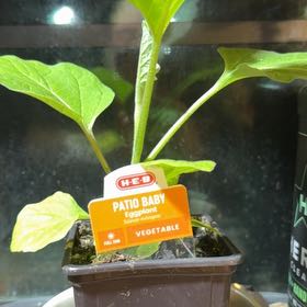Photo of the plant species Patio Baby Eggplant by @FamouslyCactus named Sigmund on Greg, the plant care app