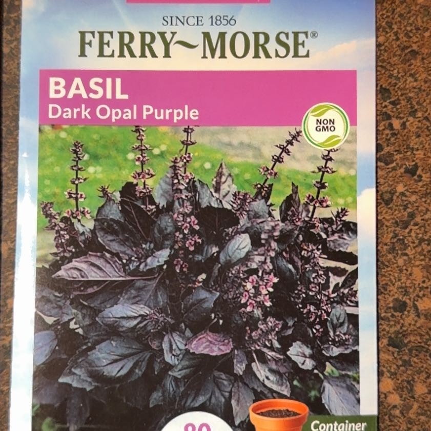 Photo of the plant species Purple Basil by @FamouslyCactus named Mochi on Greg, the plant care app
