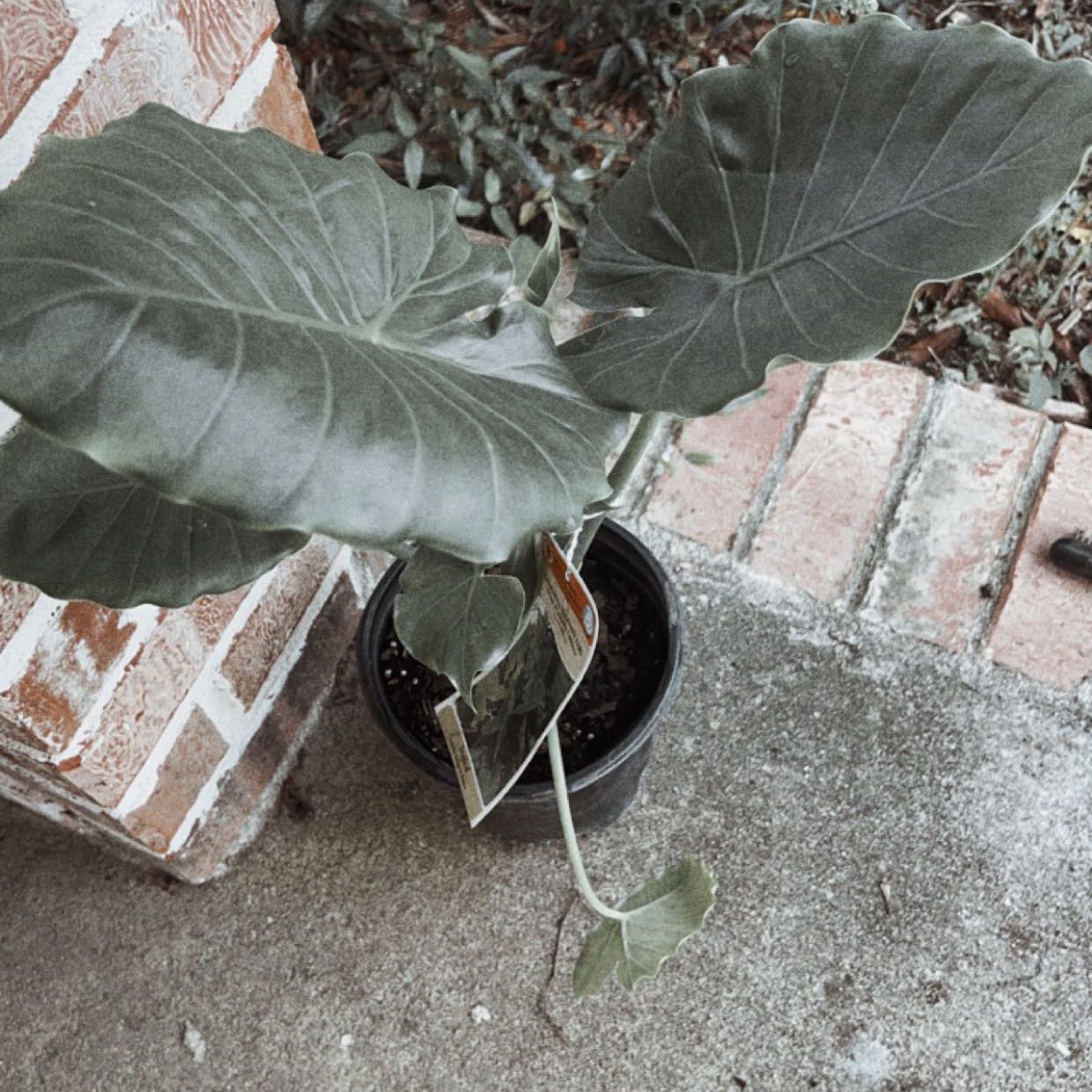 Potted Alocasia gagaena 'California' plant with large, dark green leaves.