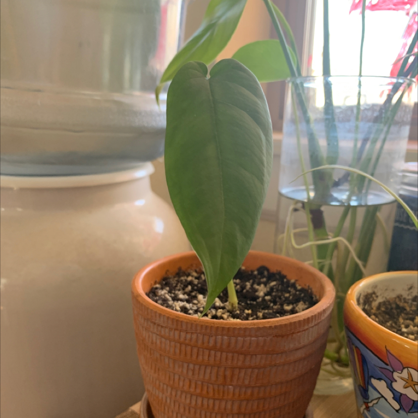 Potted Syngonium chiapense plant with a single prominent leaf near a window.