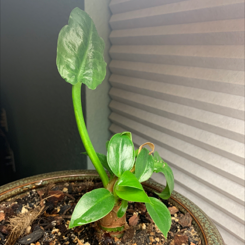 Philodendron Golden Melinonii plant with healthy green leaves in a pot with visible soil.