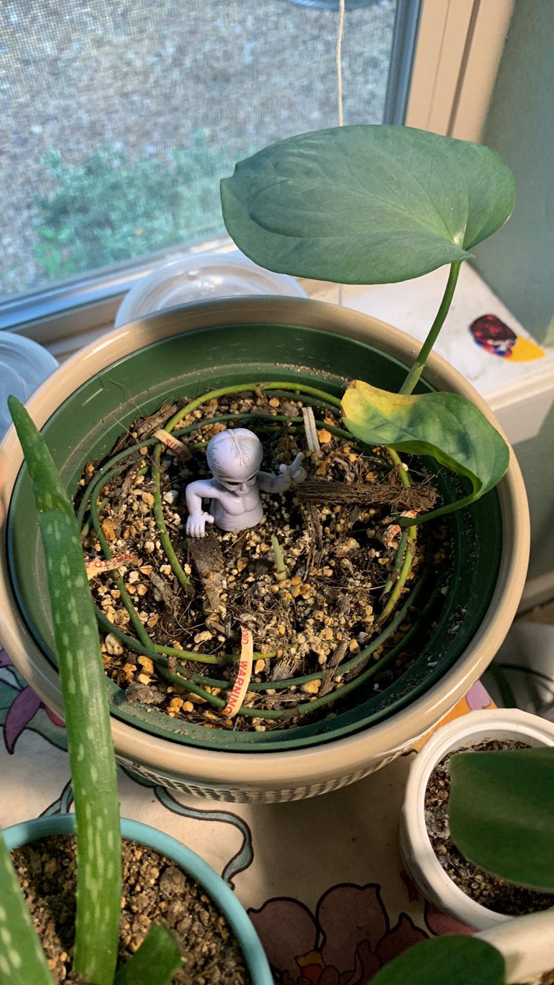 Photo from the post